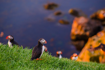 Puffin on the rocks at Borgarfjordur Iceland