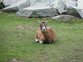 European mouflon (Ovis orientalis musimon).