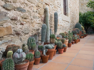 Flowerpots with cacti