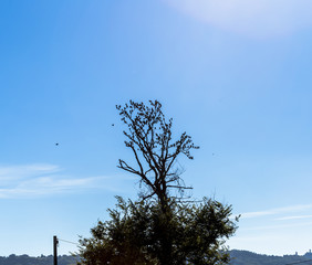 tree with large group of birds flying around in silhouette