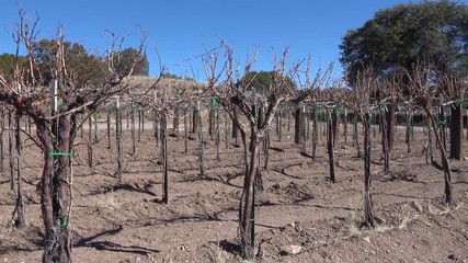 Winter Winery Grape Vines