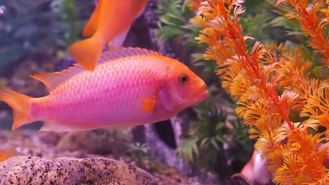 With colored cichlid aquarium. Full HD