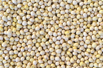 beans
