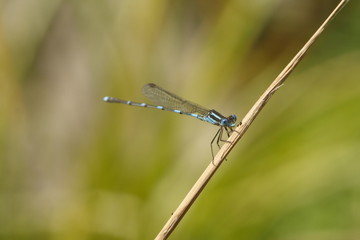 Blue Damselfly
