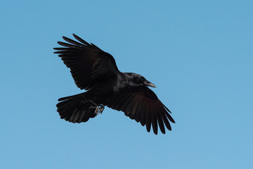 Obraz premium Carrion Crow, Crow, Corvus Corone