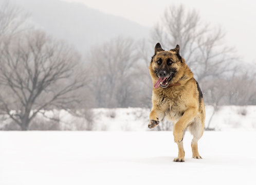 German Shepherd running through the snow.