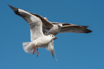 Black-headed Gull, Chroicocephalus ridibundus