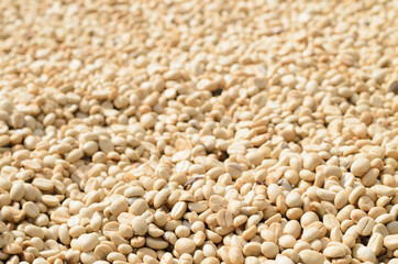 Raw coffee berry after crop from tree,beans dry