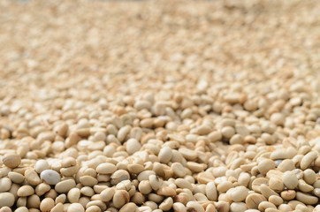 Raw coffee berry after crop from tree,beans dry