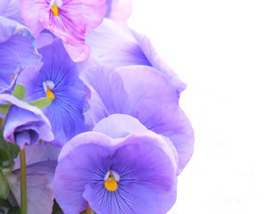 A bouquet of pansies on a white background