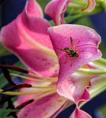 A pink starburst lily with a wasp.