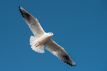 Black-headed Gull, Chroicocephalus ridibundus
