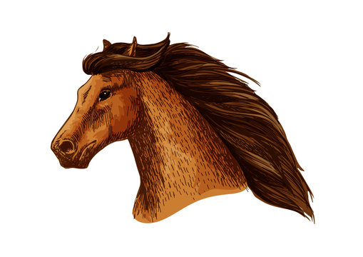 Mare or stallion head, mare with thick mane