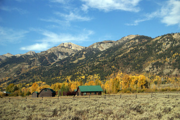 Grand Teton with autumn golden aspens