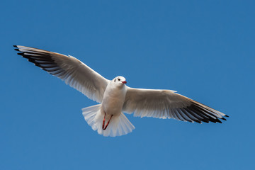 Black-headed Gull, Chroicocephalus ridibundus
