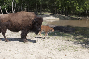 BISON & BABY