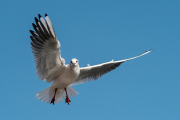 Black-headed Gull, Chroicocephalus ridibundus
