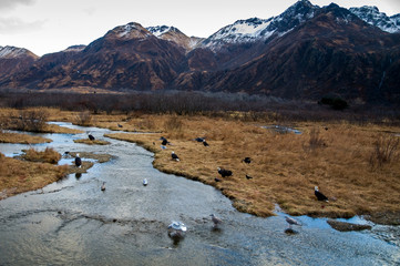 Eagles feeding on Salmon at Kodiak Island Alaska
