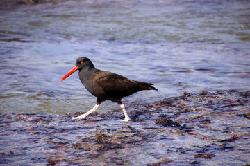 American oystercatcher walking in tide pools