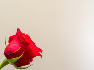 Isolated red rose blossom on white background