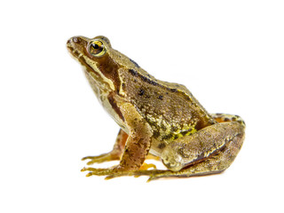 Fototapeta premium Common brown Frog white background