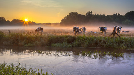 Cows in meadow on bank of Dinkel River at sunrise - obrazy, fototapety, plakaty