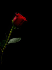 Single red rose with black copy space