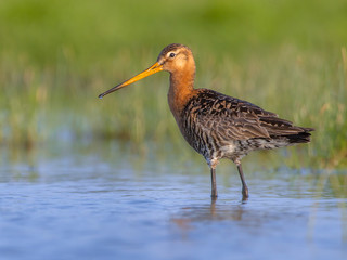 Black tailed Godwit in wetland