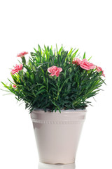 flowering carnation plant in pot on a white background