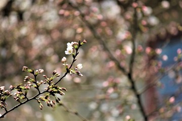 Cherry blossoms spring