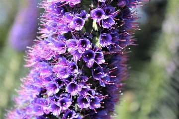 Purple flowers in spring