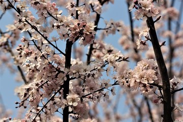 Cherry blossom and branches on sky background