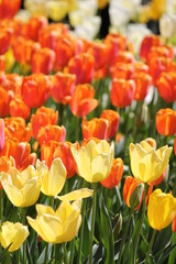 colorful tulips 