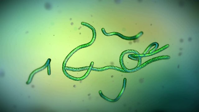 Ebola virus