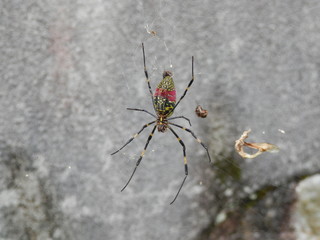 ジョロウグモ(♀)裏側の模様(三重県)