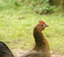 hen