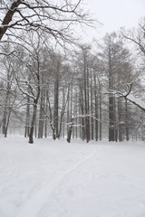 Winter scene of Hokkaido Japan