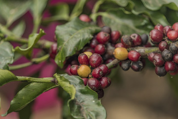 Coffee on farm near Da Lat city