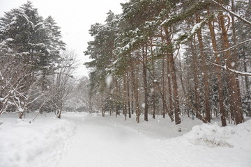 Winter scene of Hokkaido Japan