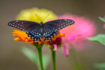Obraz premium Colorful Butterfly resting on a flower.