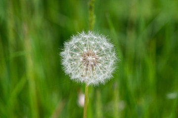 dandelion