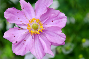Obraz premium Pink Flower