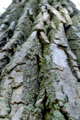 Tree Bark