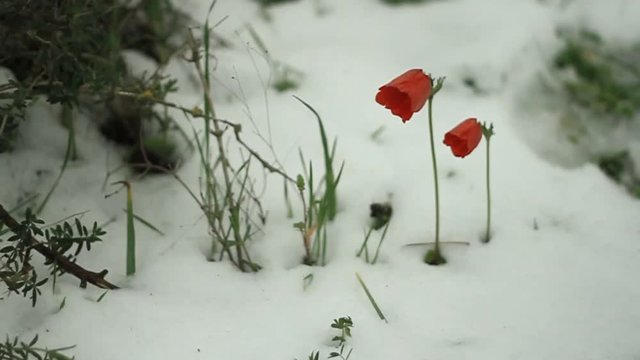 snow storm Nes Harim settlement Jerusalem area Israel