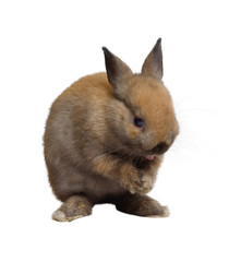 Small rabbit standing.