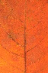 brown dry leaf texture and background