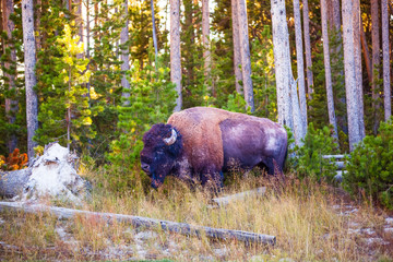 Bison Buffalo in a forest in Yellowstone National Park Wyoming