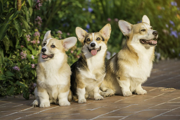 Corgi dogs on the grass in summer sunny day