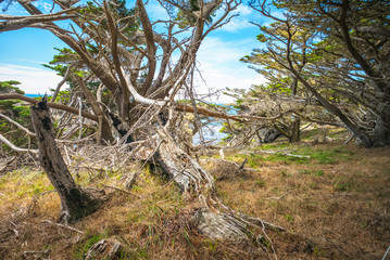 Fototapeta na wymiar Monterey California. Pinnacle Point at Point Lobos National Park. A fallen tree.