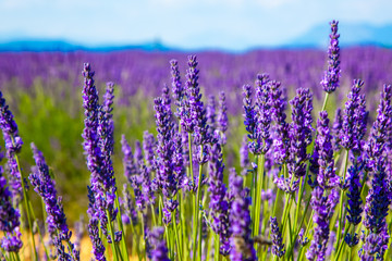 Lavender flower close up in a field in Provence France against a blue sky background. - 135127477
